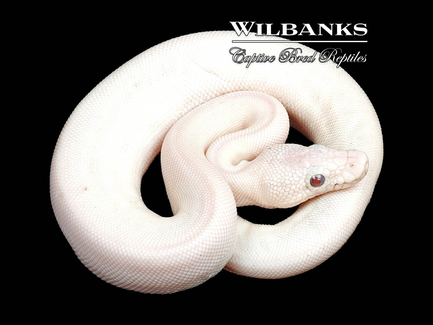 Banana Blue Eyed Leucistic (Mojave Butter) Ball Python ♂ '24