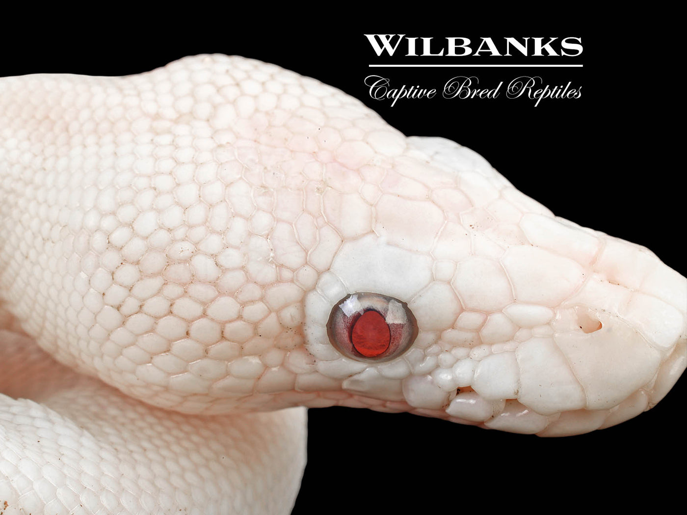 Banana Blue Eyed Leucistic (Mojave Butter) Ball Python ♂ '24