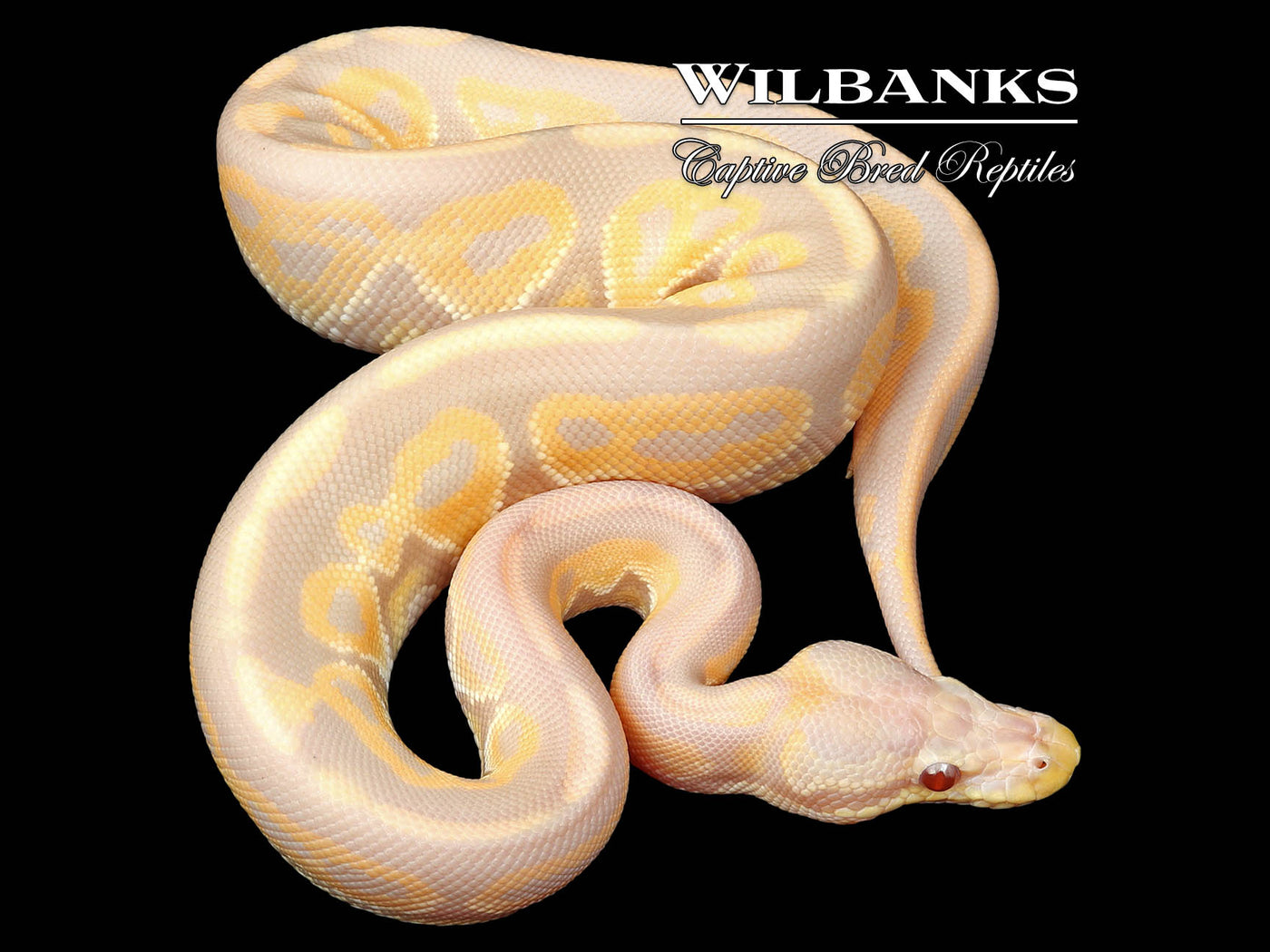 Cinnamon Candy Ball Python ♂ '24