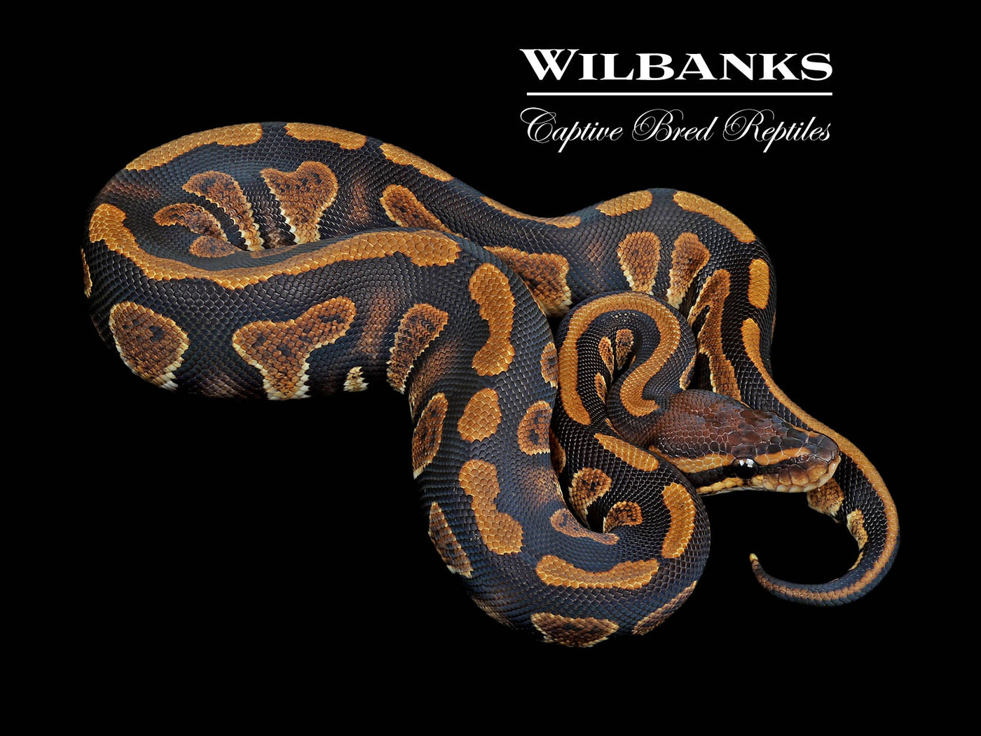 Stranger 100% Het. Orange Crush Ball Python ♂ '24