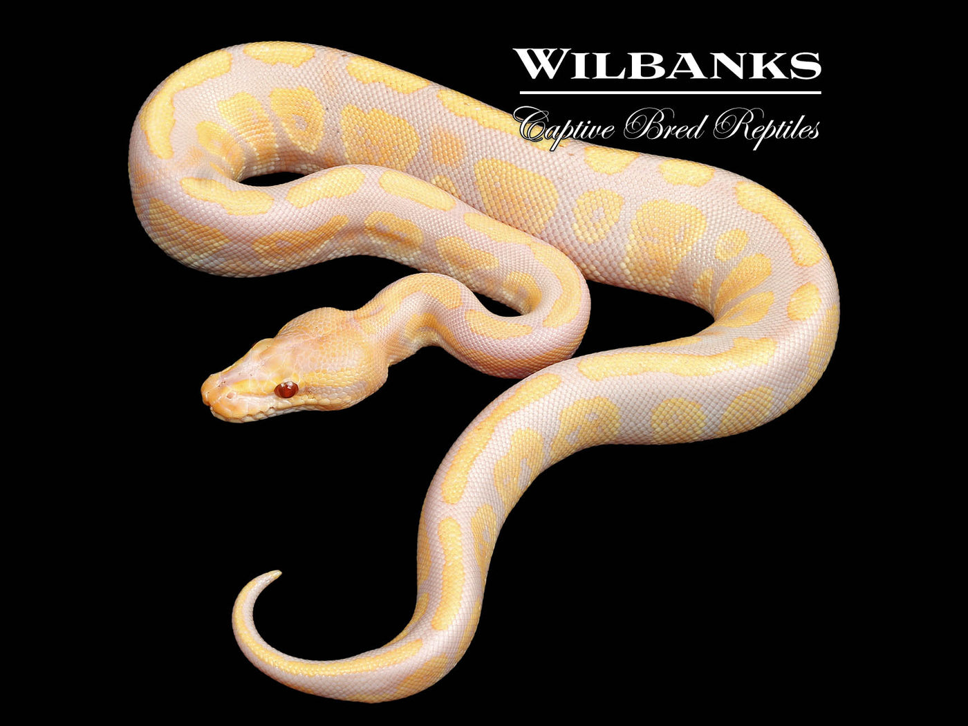 Mahogany Candy Ball Python ♂ '24