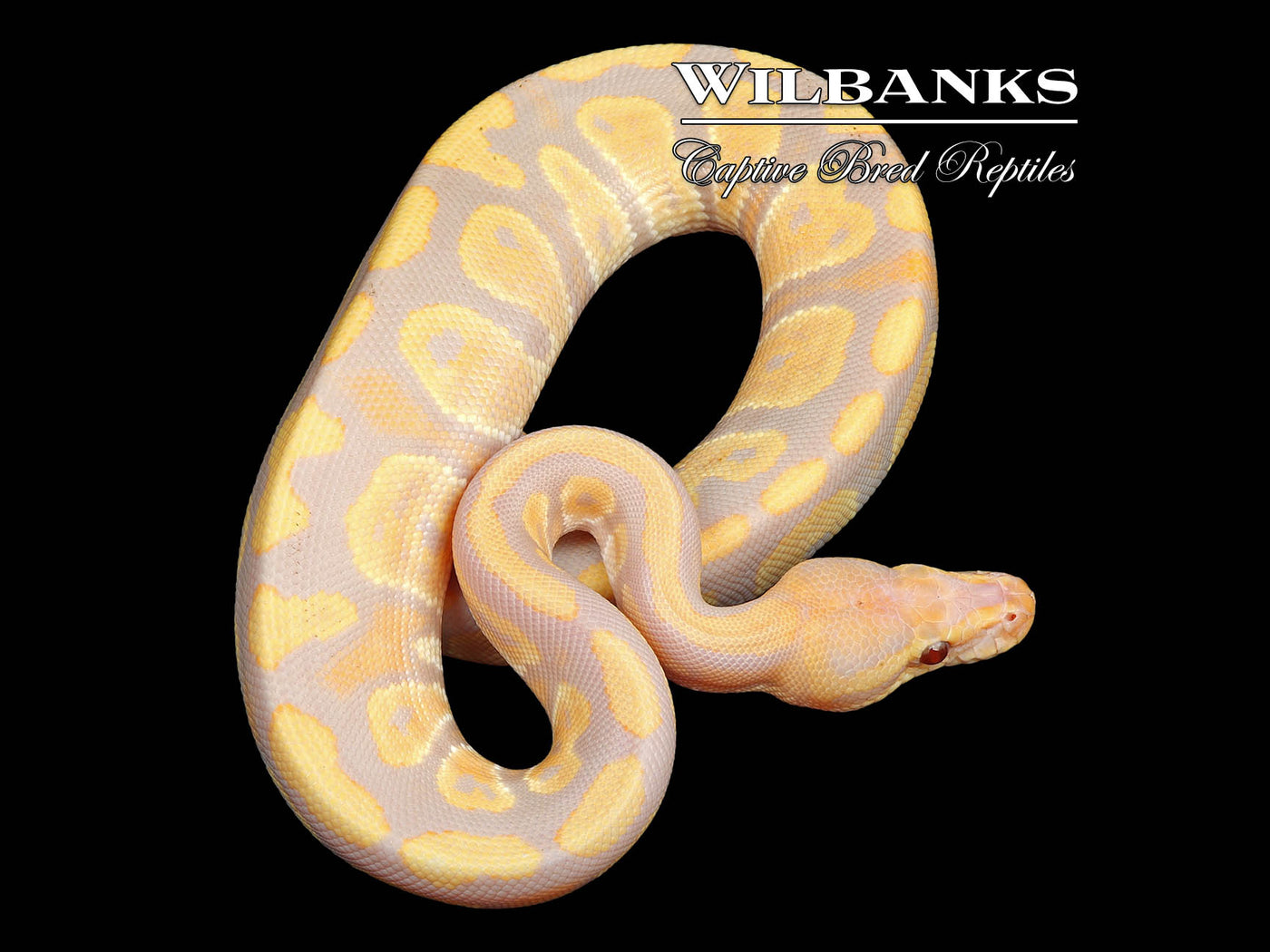 Mahogany Candy Ball Python ♂ '24