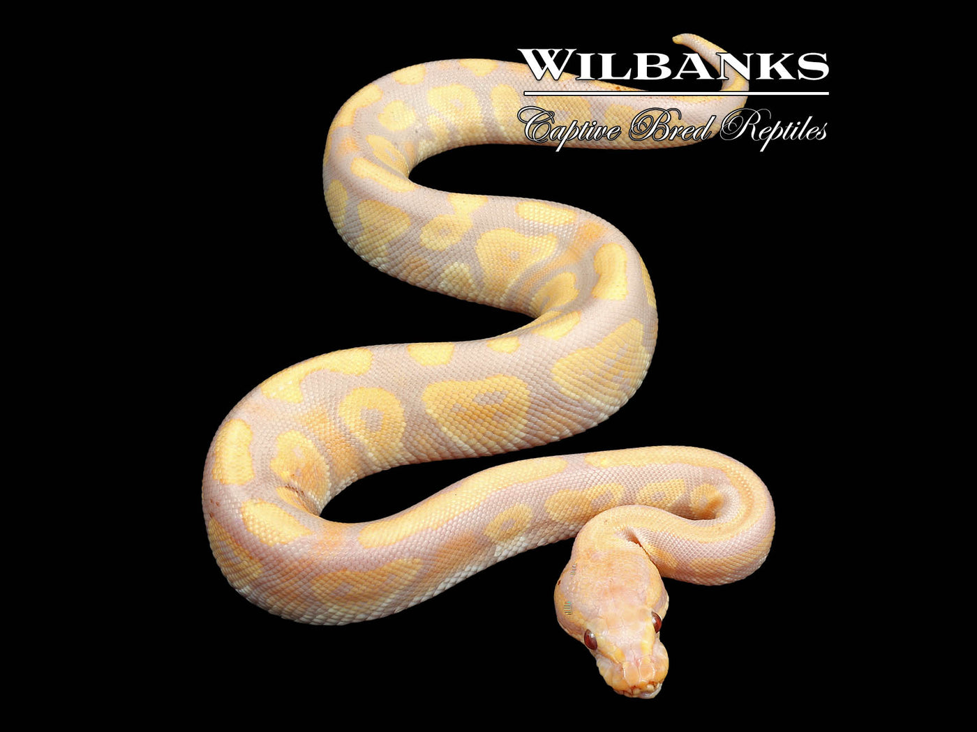 Mahogany Candy Ball Python ♂ '24