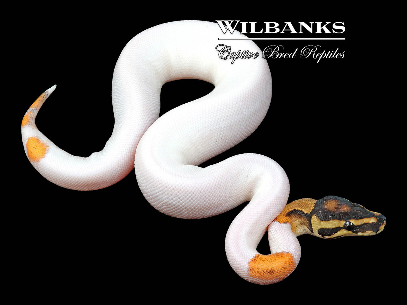 Orange Dream Sugar Pied Ball Python ♀ '24