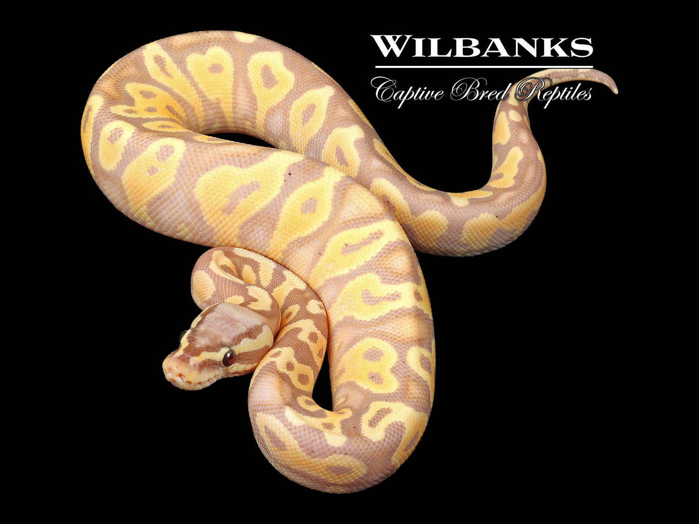 Banana Pastel Yellow Belly Ball Python ♀ '24