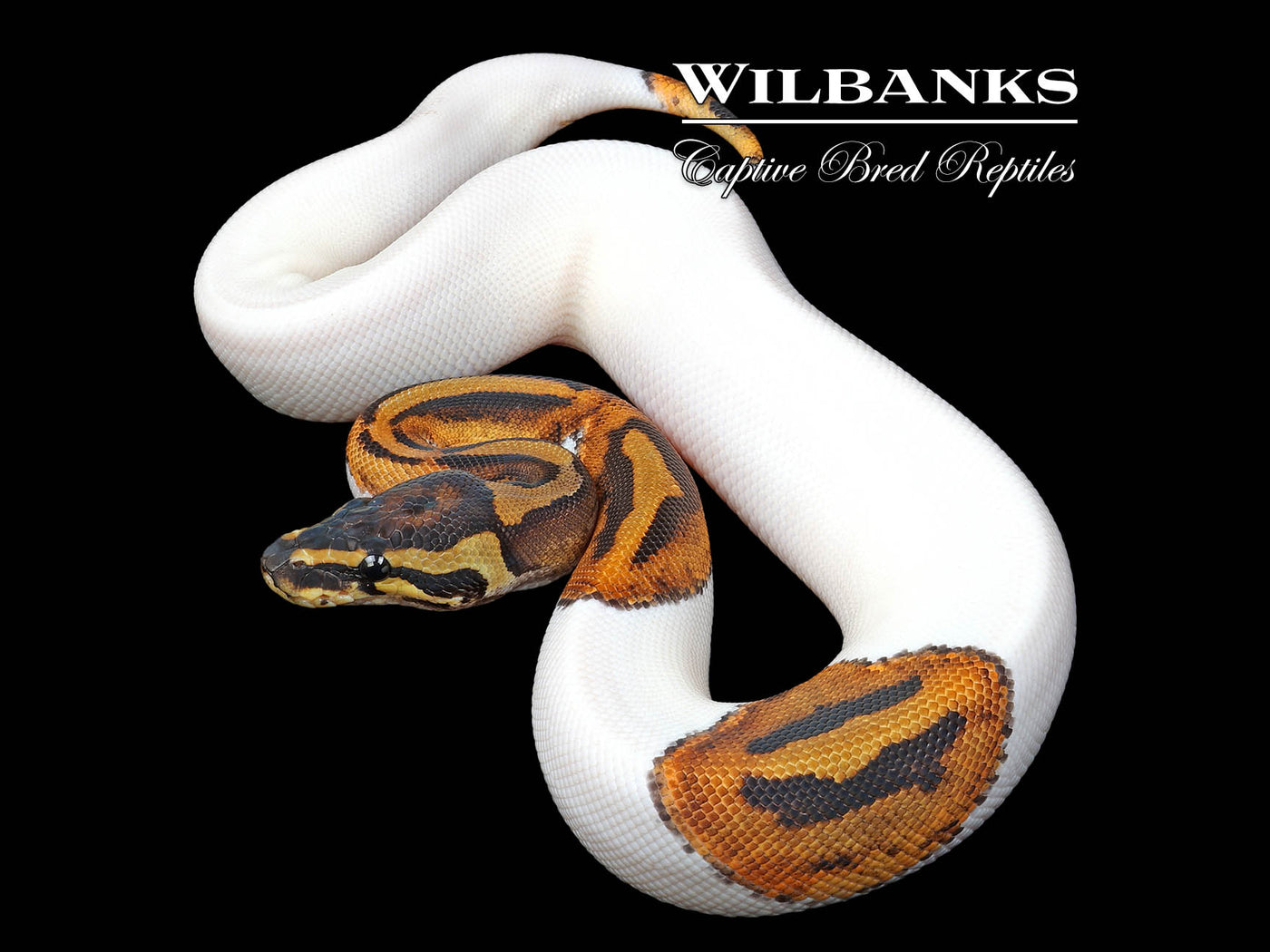 Pied Ball Python ♀ '24