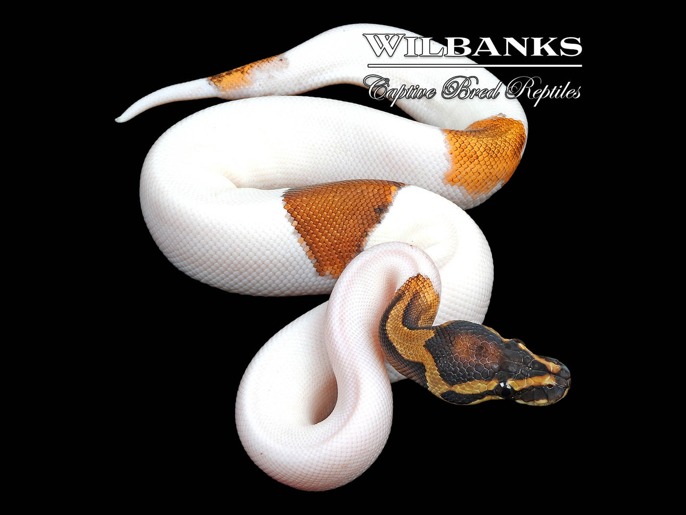 Sugar Pied Ball Python ♀ '24