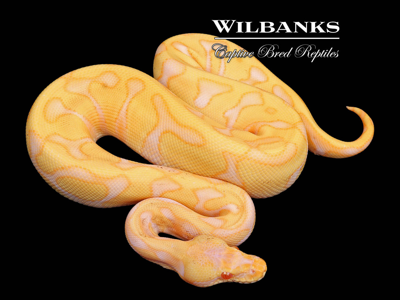 Albino Leopard Enchi Ball Python ♂ '24