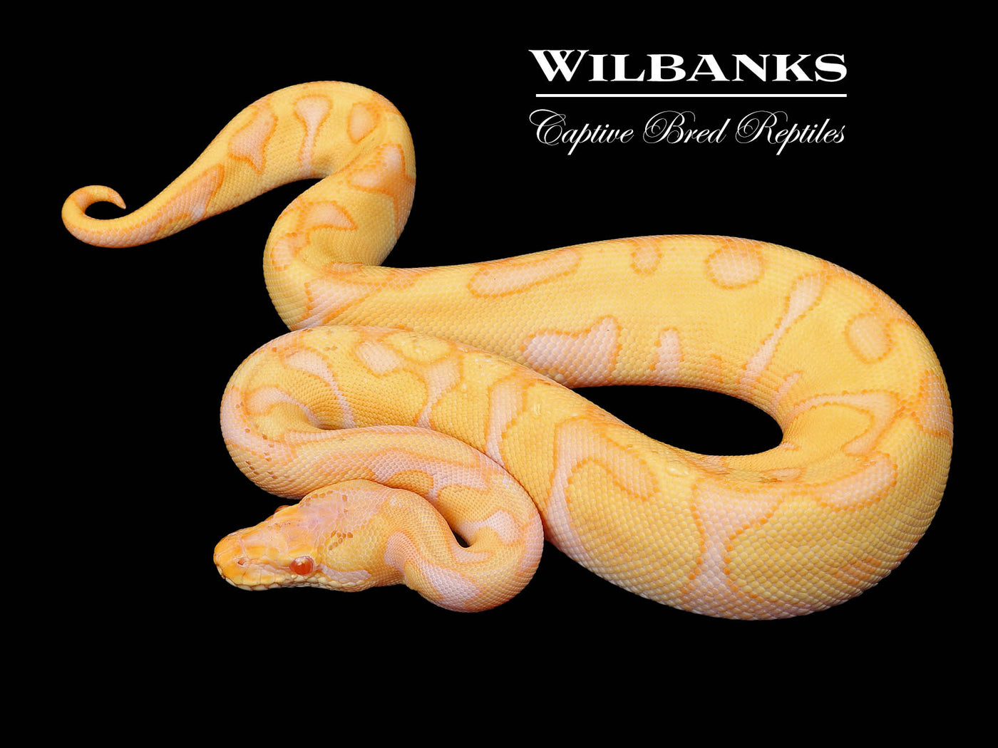 Albino Leopard Enchi Ball Python ♂ '24