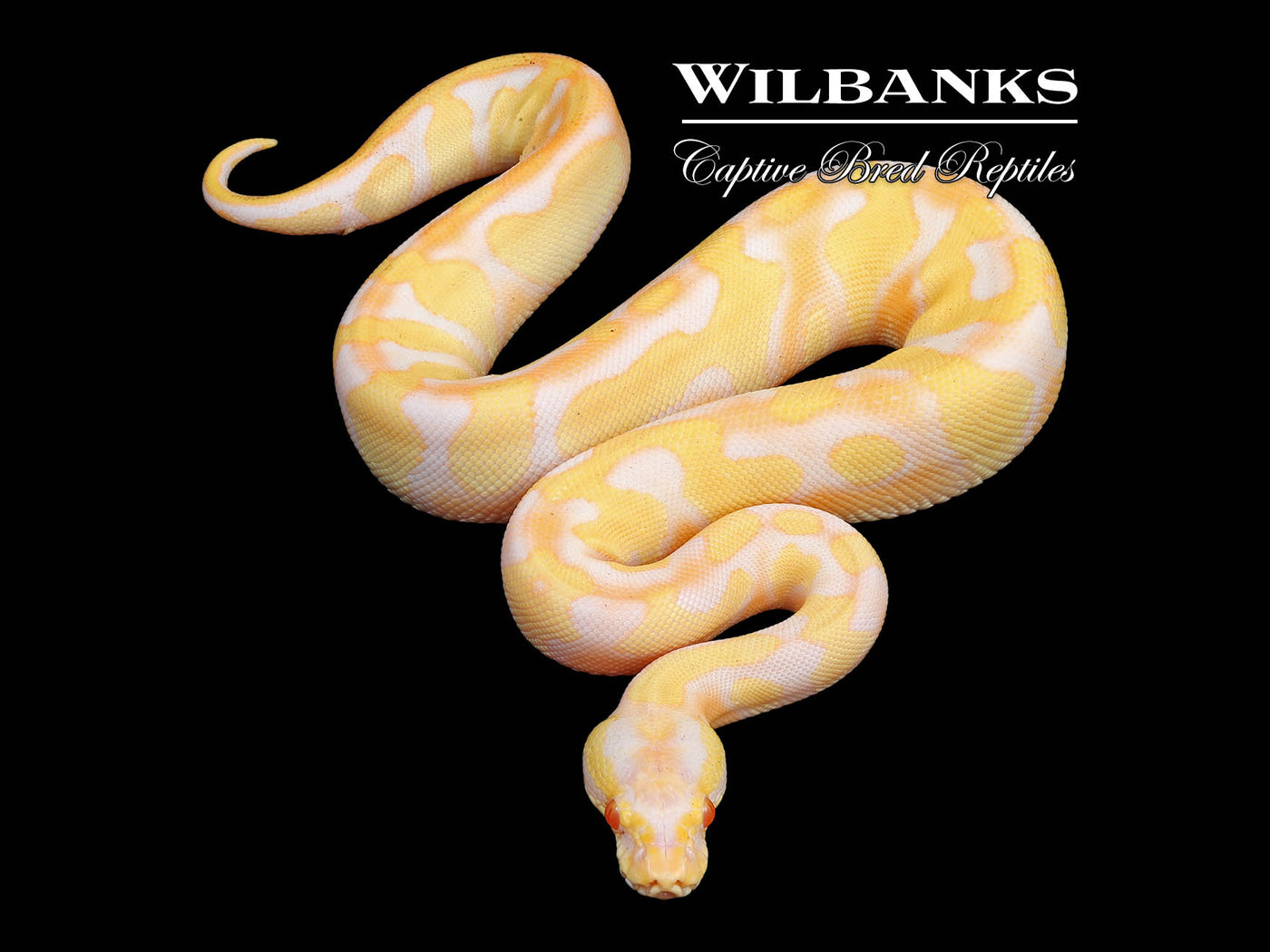 Enchi Blackhead Albino Pastel Ball Python ♀ '24