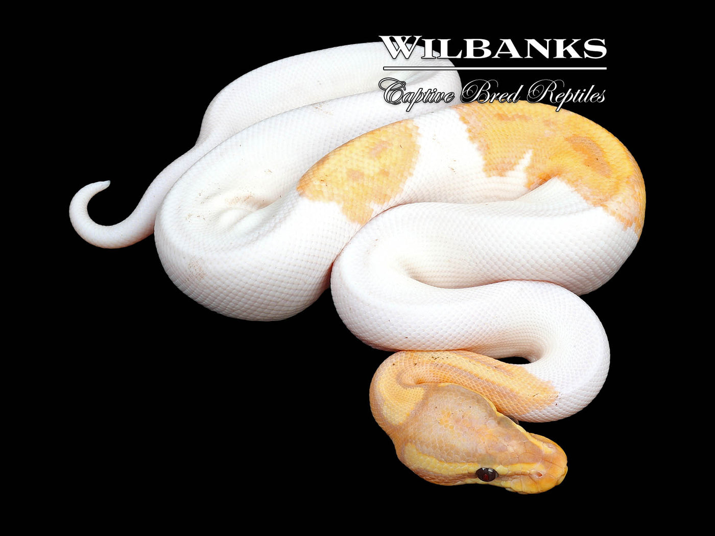 Banana Pied Ball Python ♂ '24