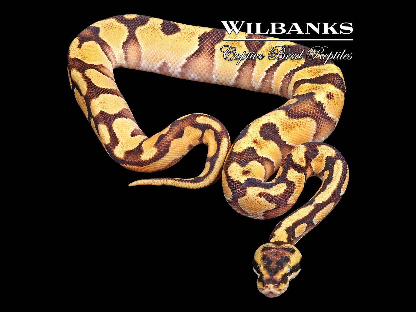 Pastel Orange Dream Specter Ball Python ♂ '24