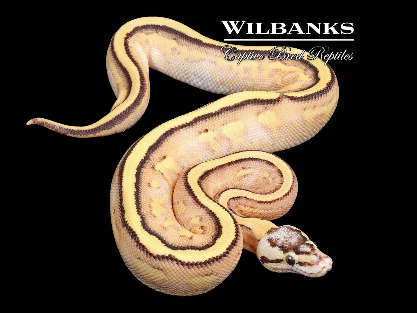 Pastel Orange Dream Super Stripe Ball Python ♀ '24