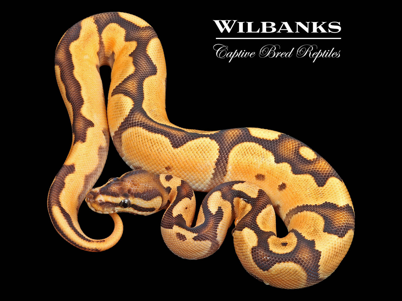 Super Orange Dream Fire Yellow Belly Ball Python ♂ '24