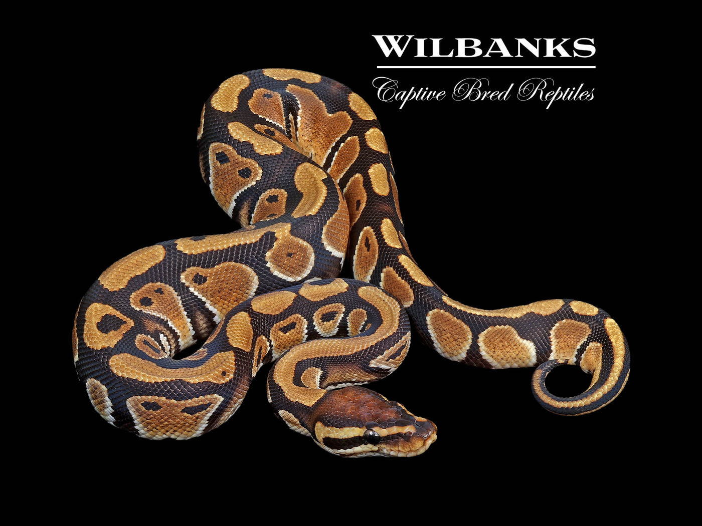 100% DH Desert Ghost Clown Ball Python ♂ '24