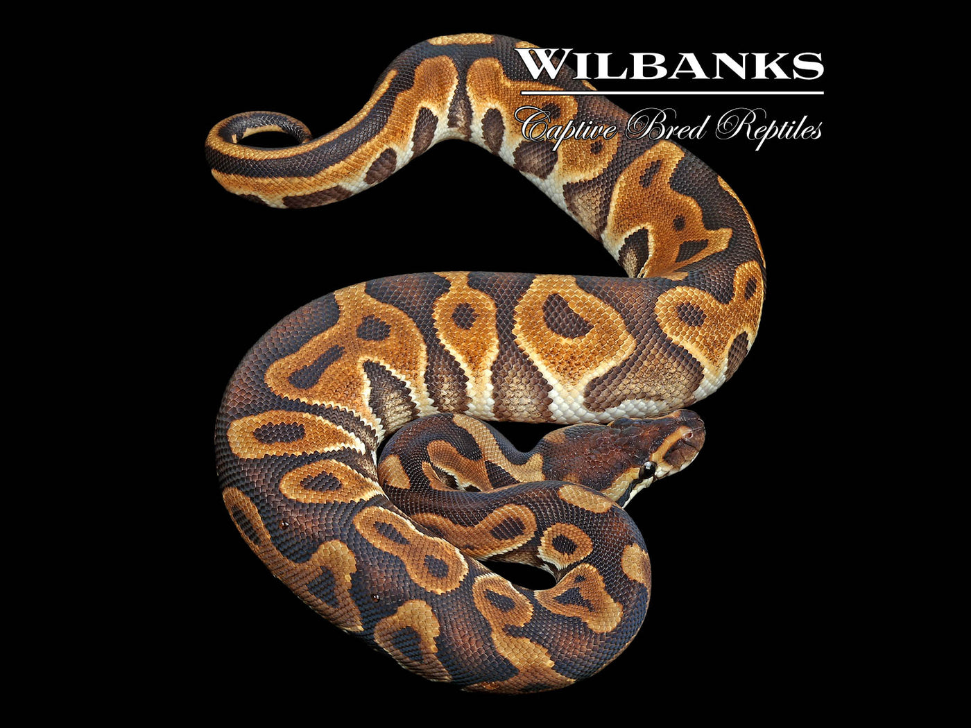 Cinnamon Enchi Ball Python ♀ '24