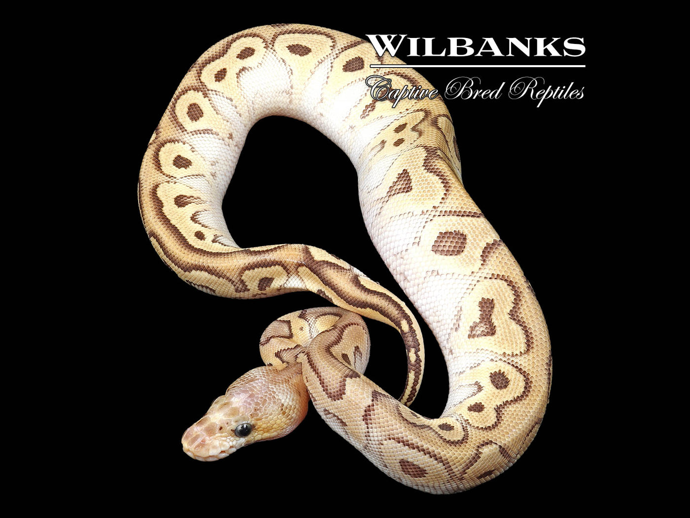 Pastave Clown Ball Python ♀ '24