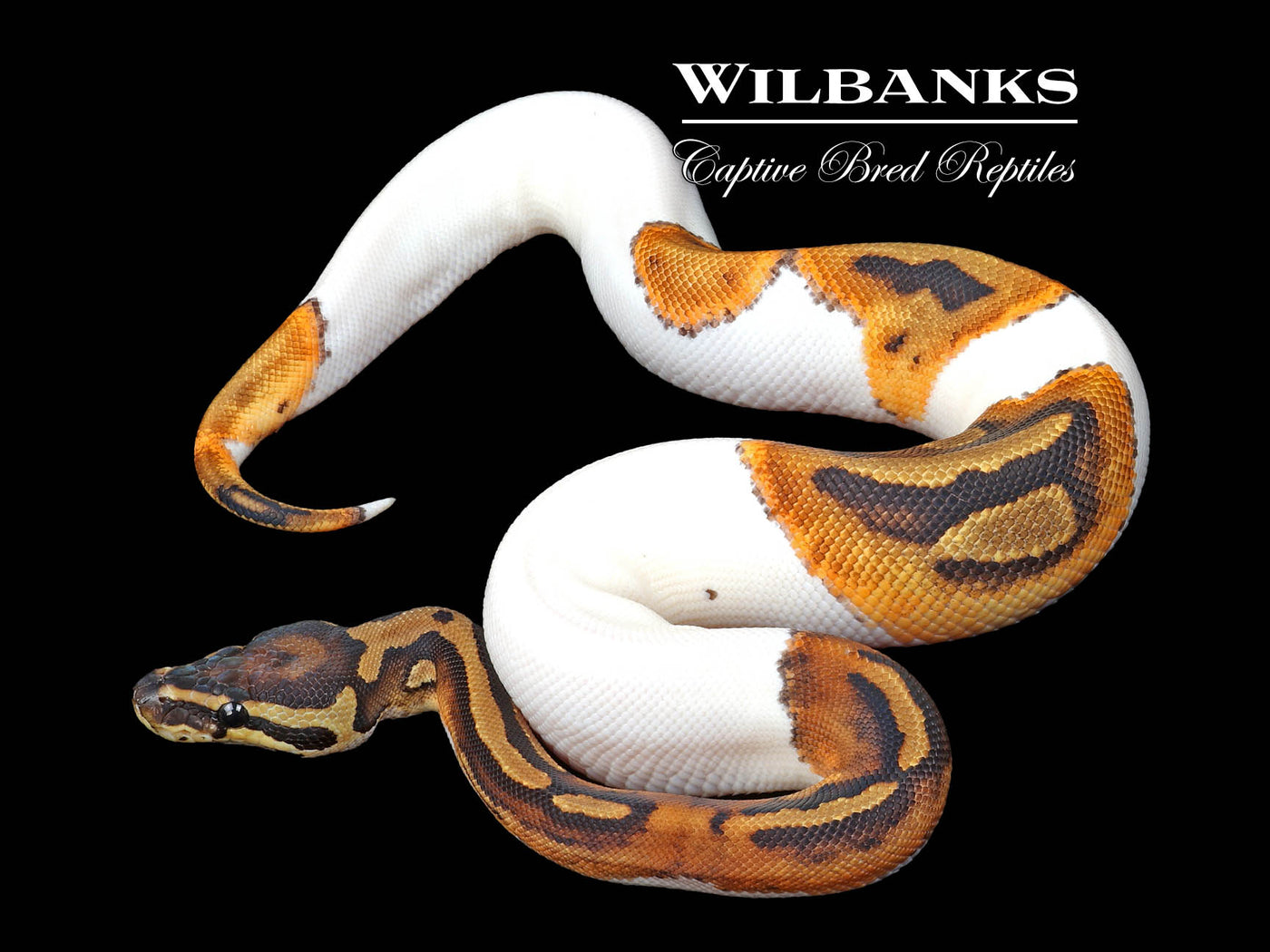 Pied Ball Python ♀ '24