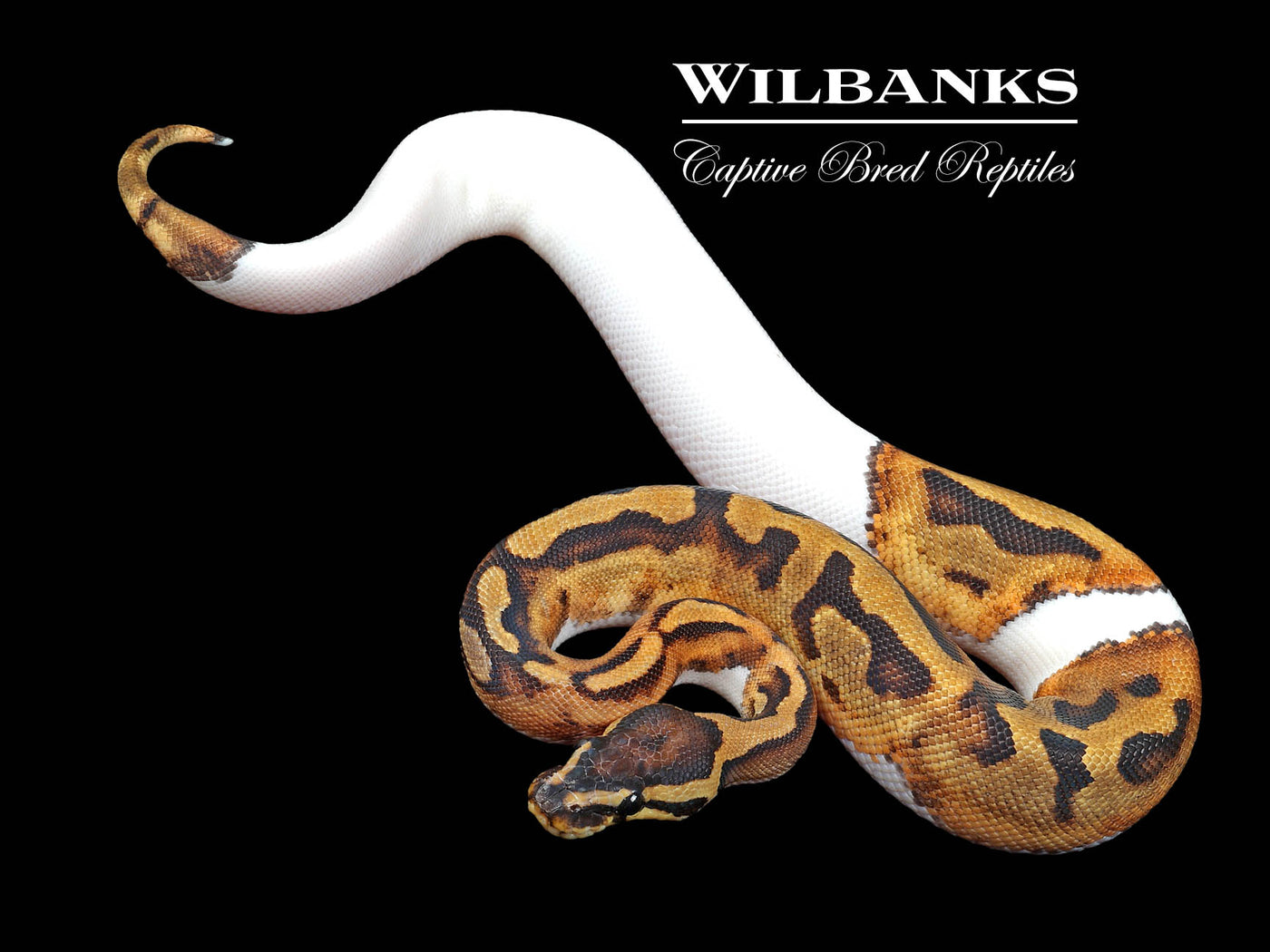 Pied Ball Python ♀ '24