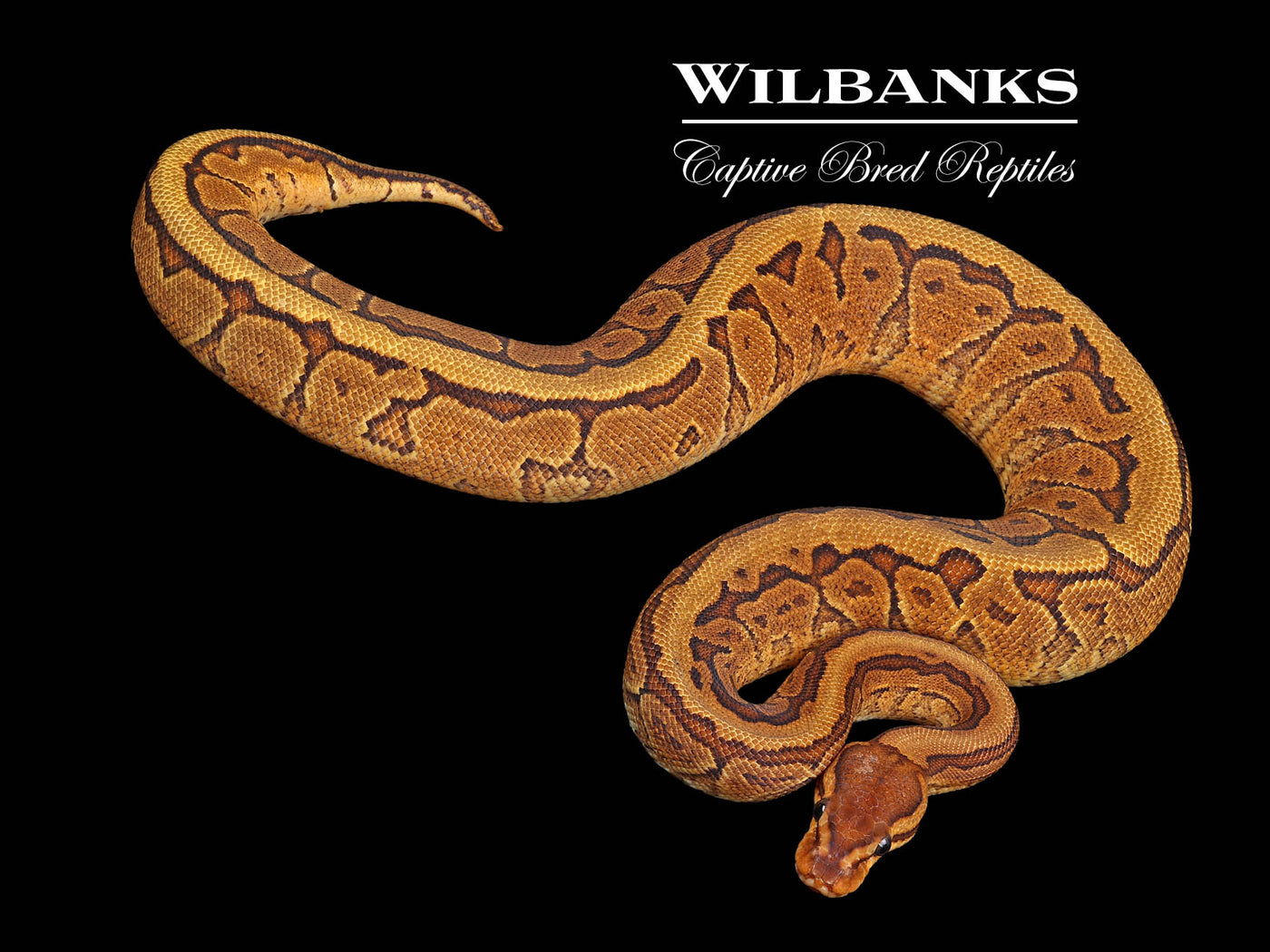 Red Gene Pinstripe Yellow Belly 100% Het. Orange Crush Ball Python ♀ '24