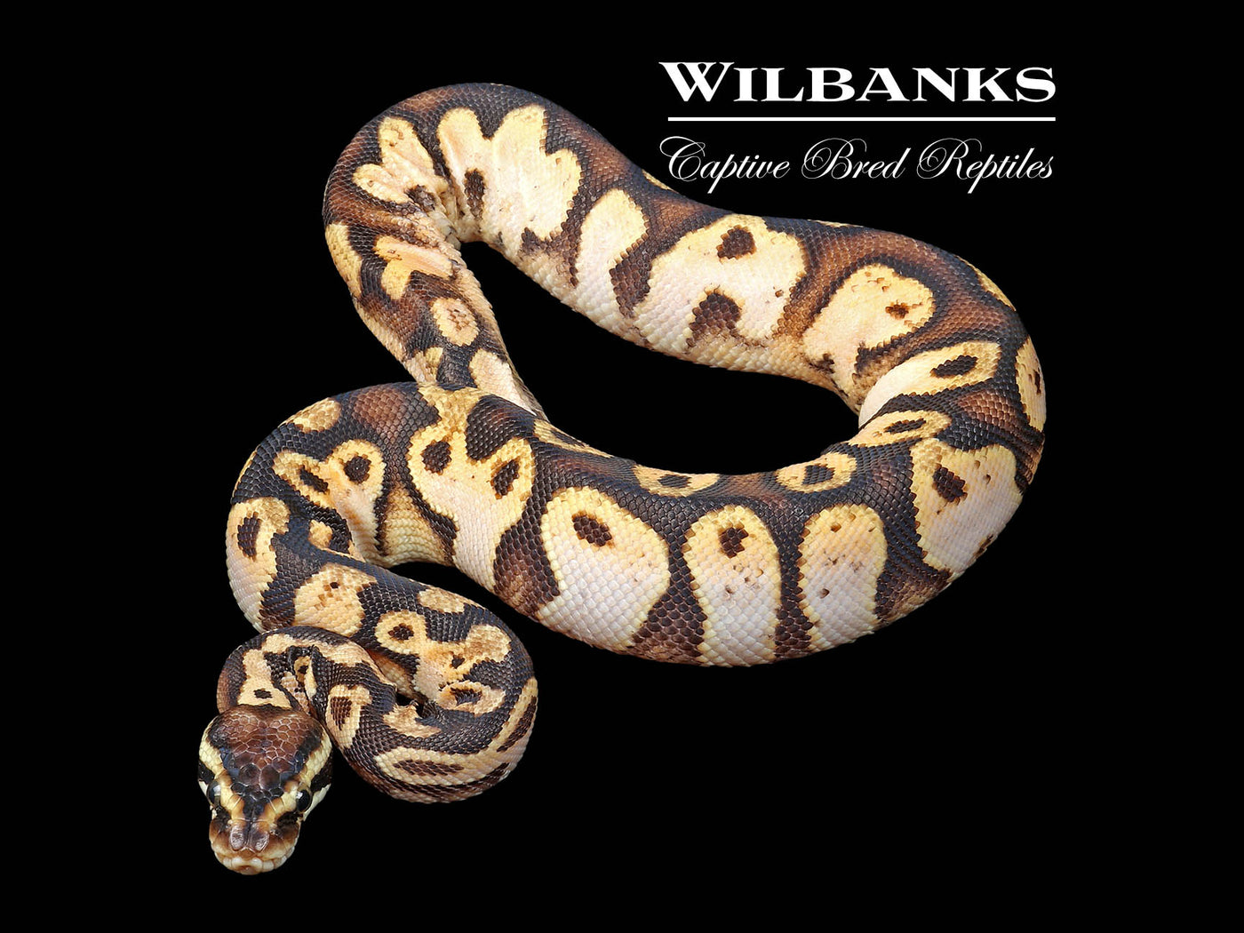 Pastel Sugar Ball Python ♀ '24