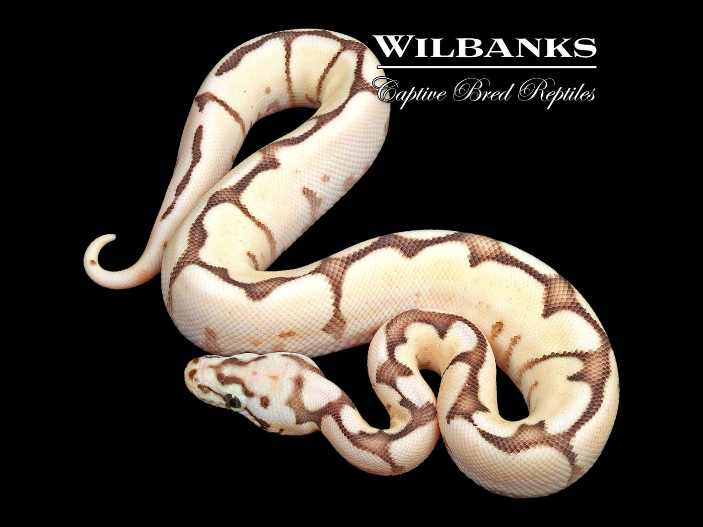 Orange Dream Fire Bee Ball Python ♀ '24