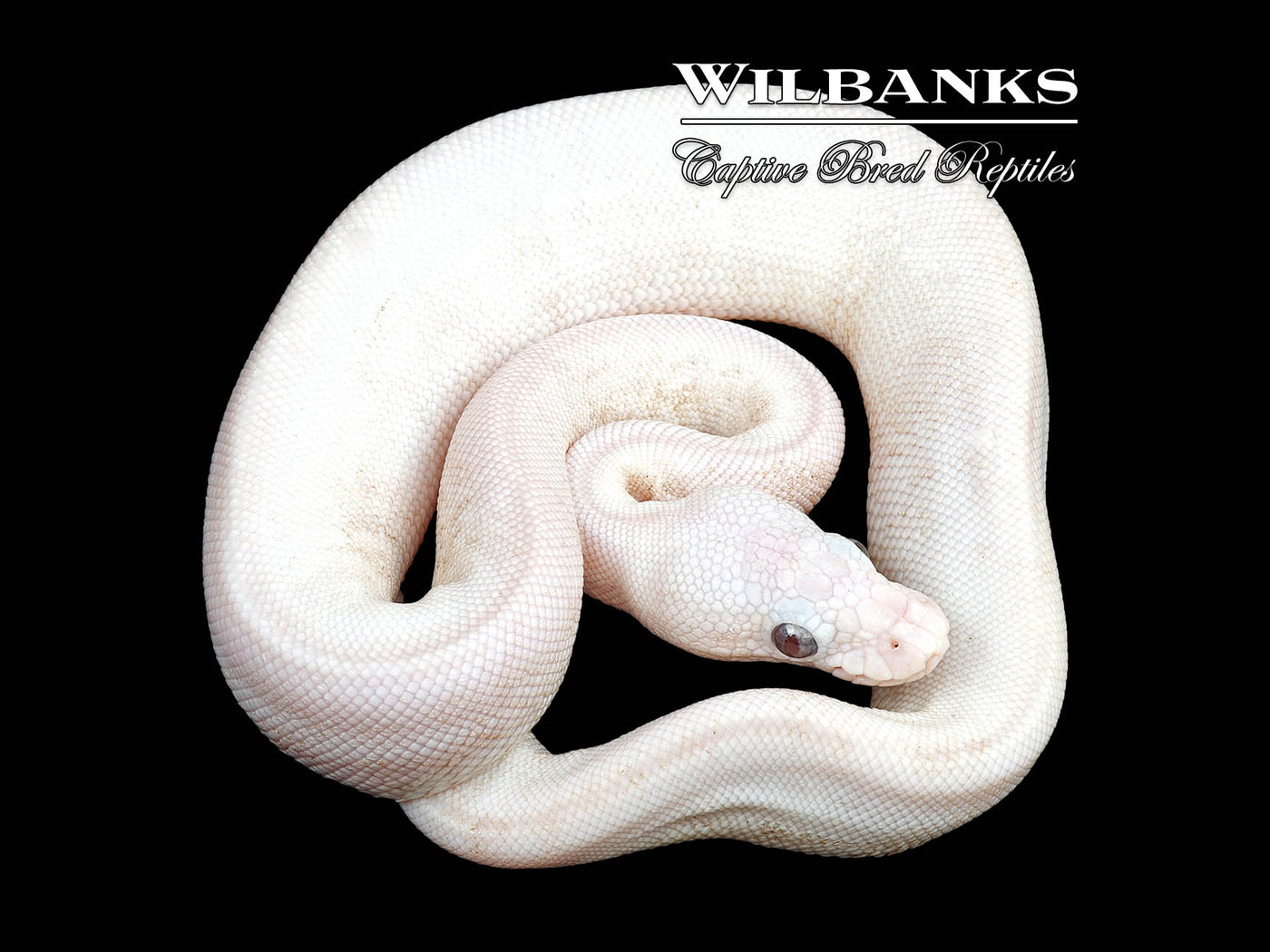 Banana Blue Eyed Leucistic (Mojave Butter) Ball Python ♂ '24