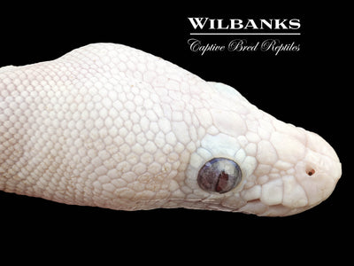 Banana Blue Eyed Leucistic (Mojave Butter) Ball Python ♂ '24