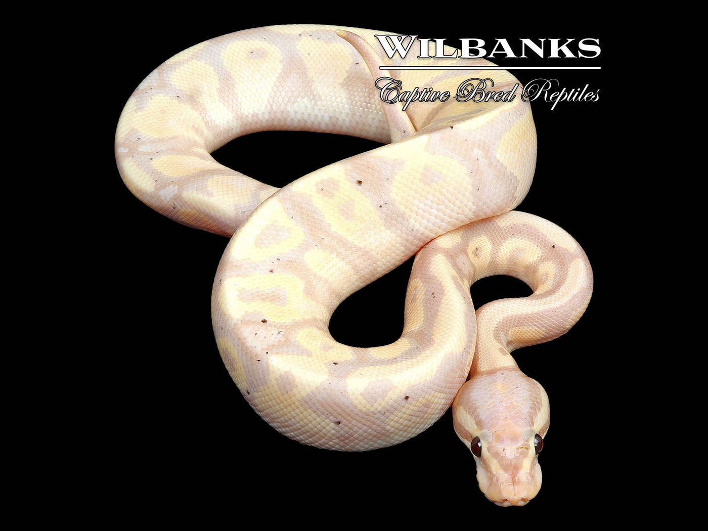 Banana Fire Yellow Belly or Asphalt Ball Python ♂ '24