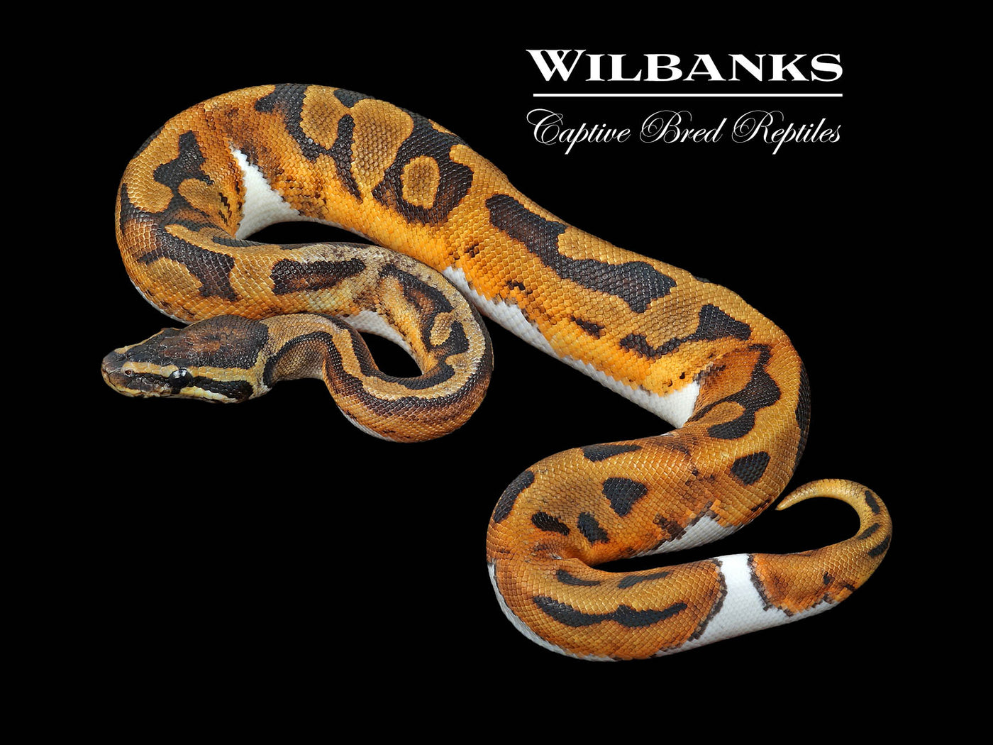 Pied Ball Python ♂ '24