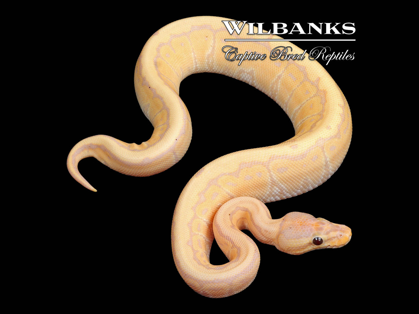 Banana Pinstripe 100% Het. Clown Ball Python ♀ '24