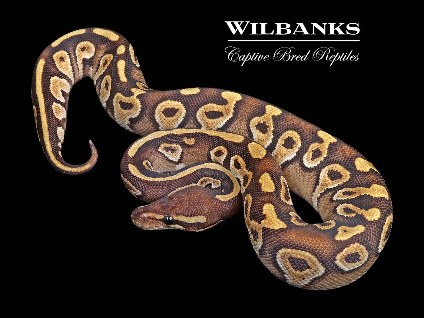 Orange Crush Mojave Ball Python ♀ '24