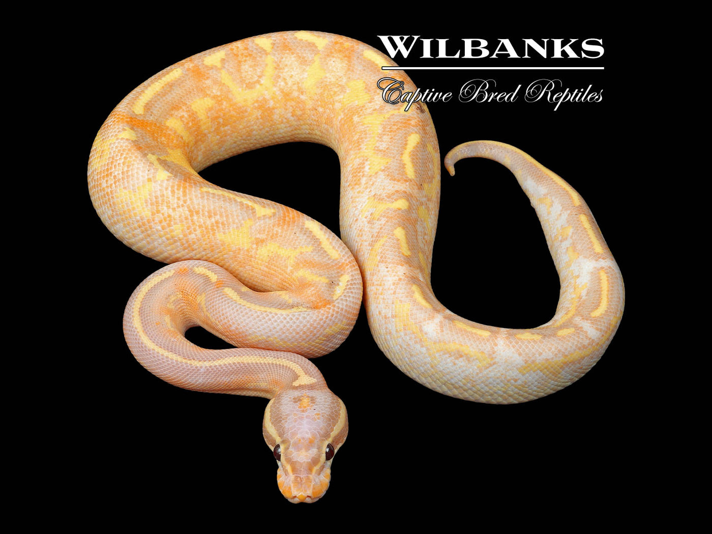 Banana Freeway Ball Python ♂ '24