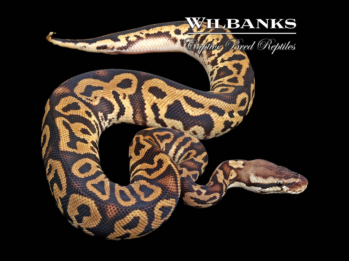 Pastel Leopard Ball Python ♂ '24