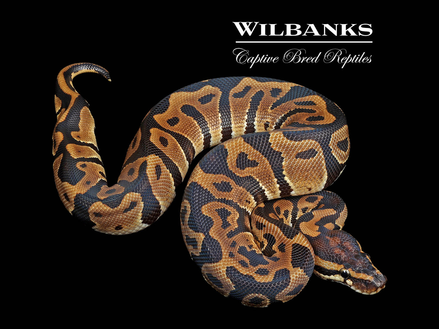 Leopard 100% DH Lavender Clown Ball Python ♂ '24