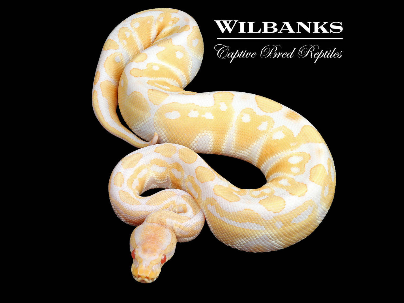 Albino Ball Python ♀ '24