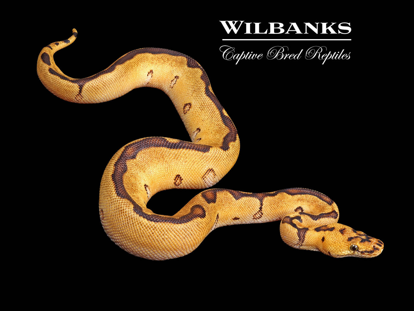 Pastel Enchi Clown Ball Python ♀ '24