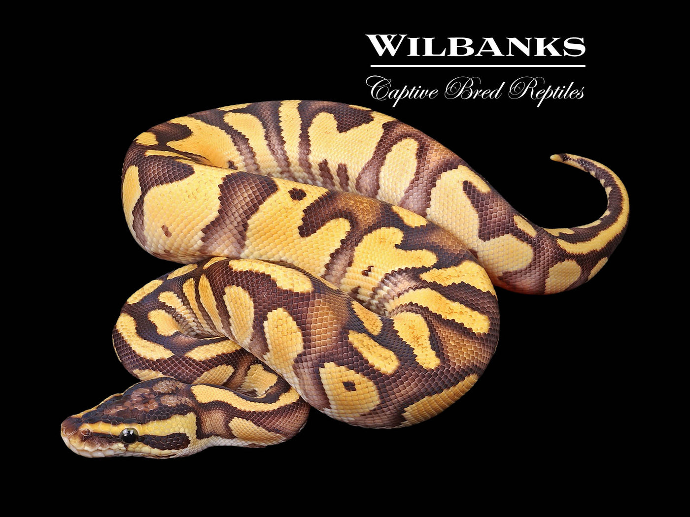 Blackhead FireFly Enchi Ball Python ♂ '24