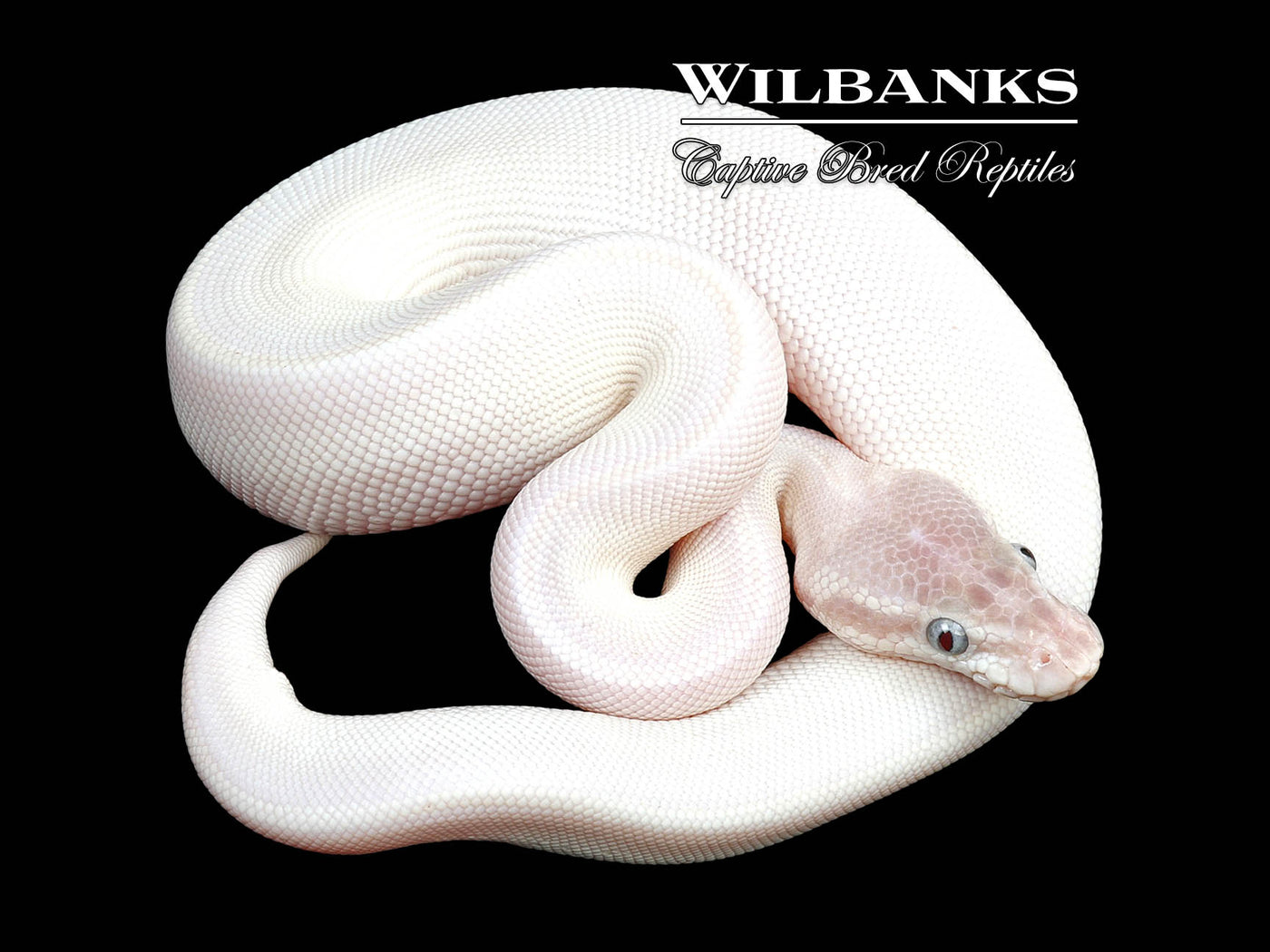 Blue Eyed Leucistic (Super Mojave) Ball Python ♂ '24