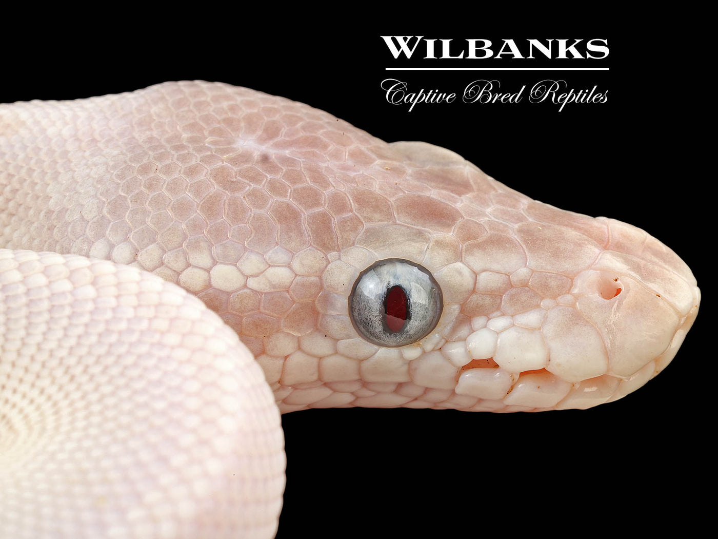 Blue Eyed Leucistic (Super Mojave) Ball Python ♂ '24