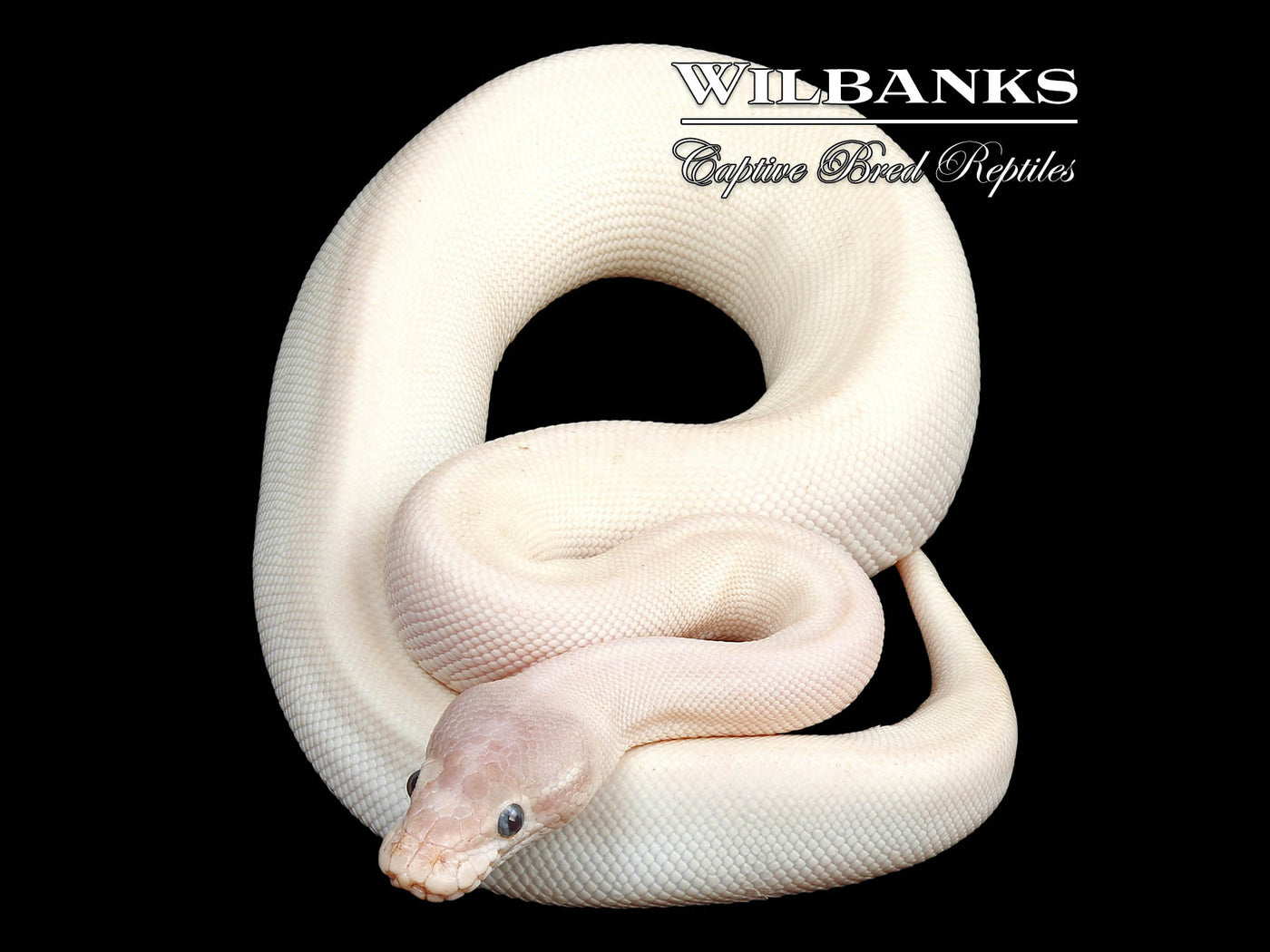 Blue Eyed Leucistic (Super Mojave) Ball Python ♂ '24