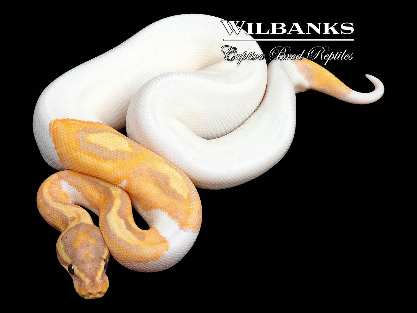 Banana Pied Ball Python ♂ '24