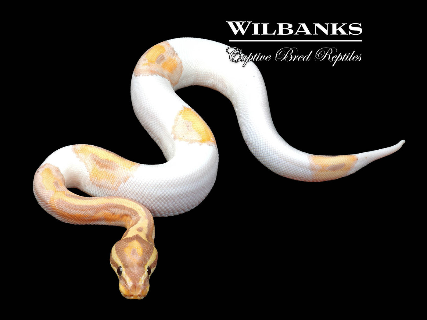 Banana Pied Ball Python ♂ '24