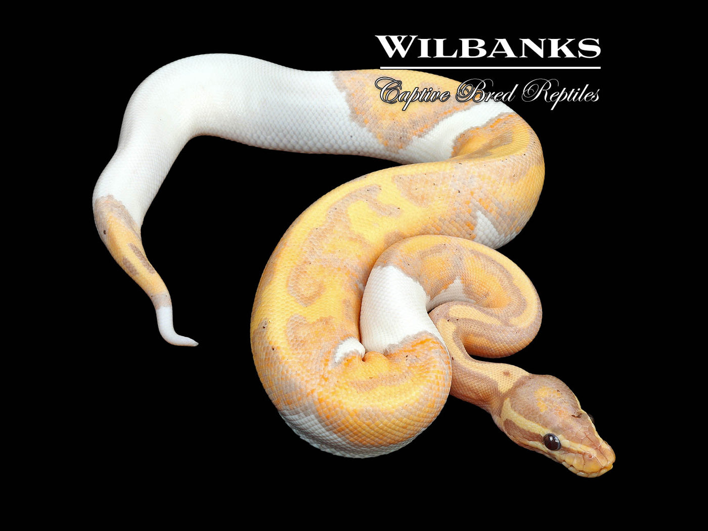 Banana Pied Ball Python ♂ '24