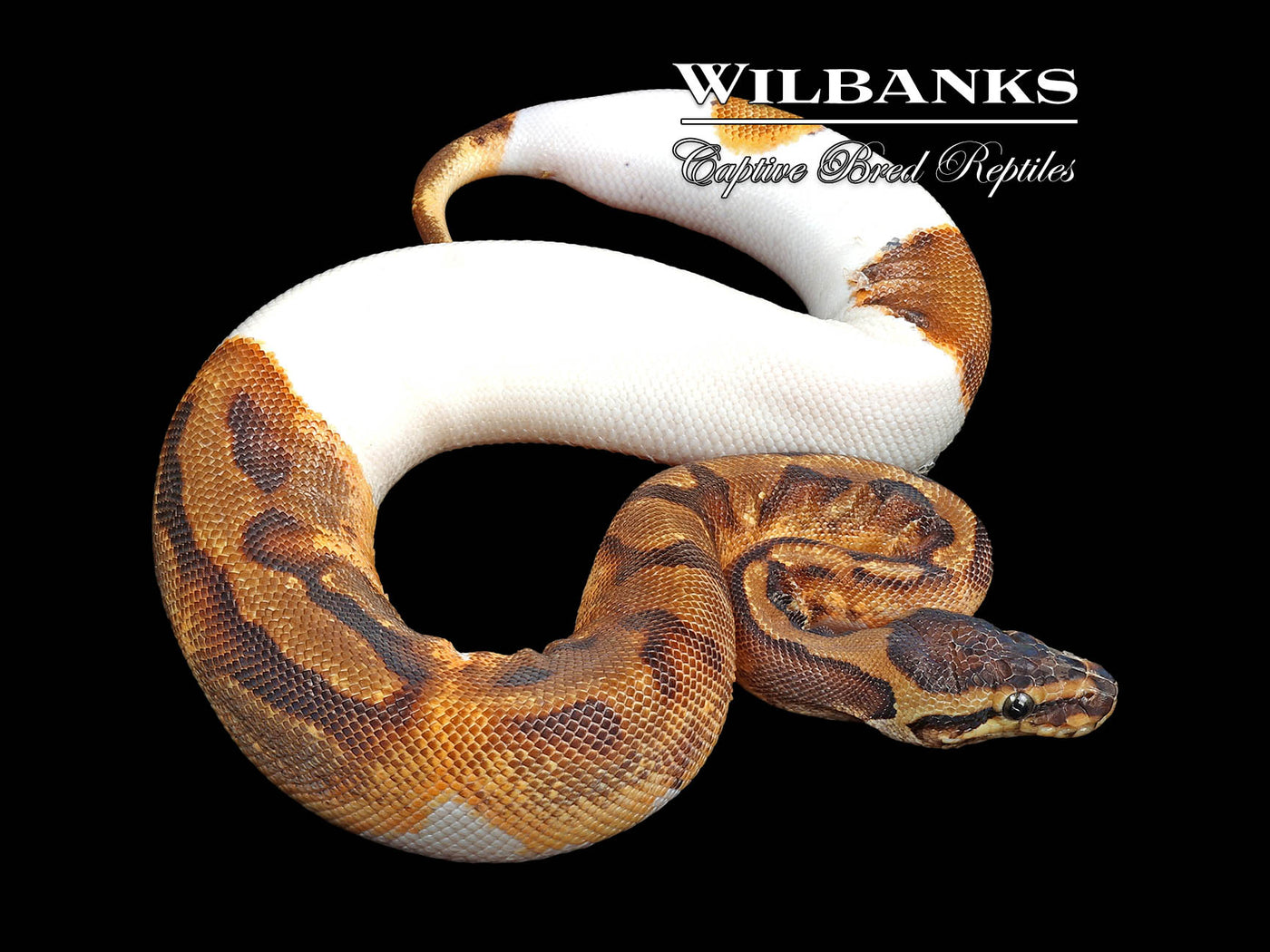 Enchi Pied Ball Python ♀ '24