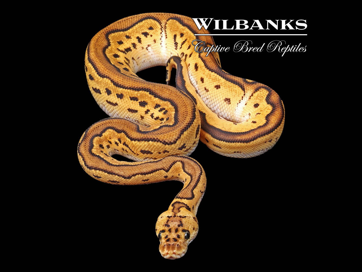 Blackhead Pastel Clown Ball Python ♂ '24