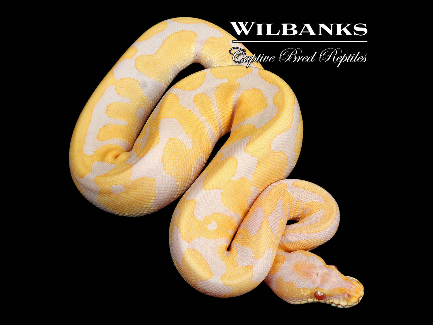 Candino Leopard Ball Python ♀ '24