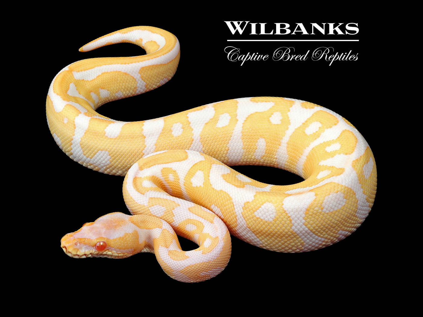 Albino Leopard Ball Python ♂ '24