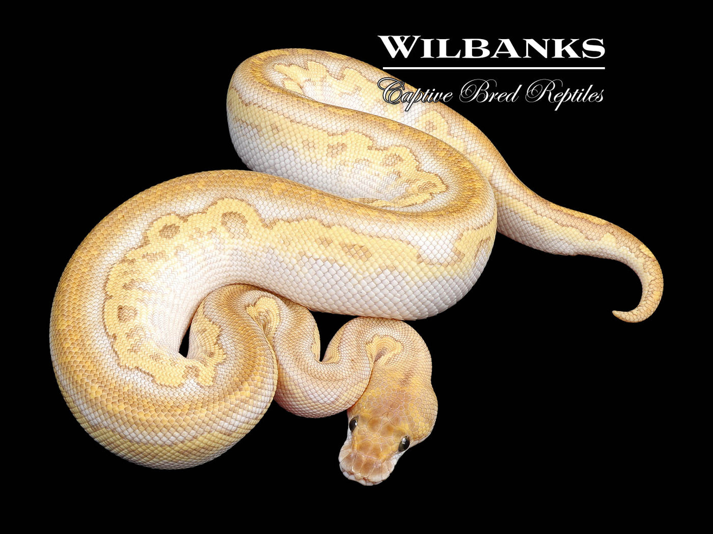 Nuclear Blackhead Clown Ball Python  ♂ '24