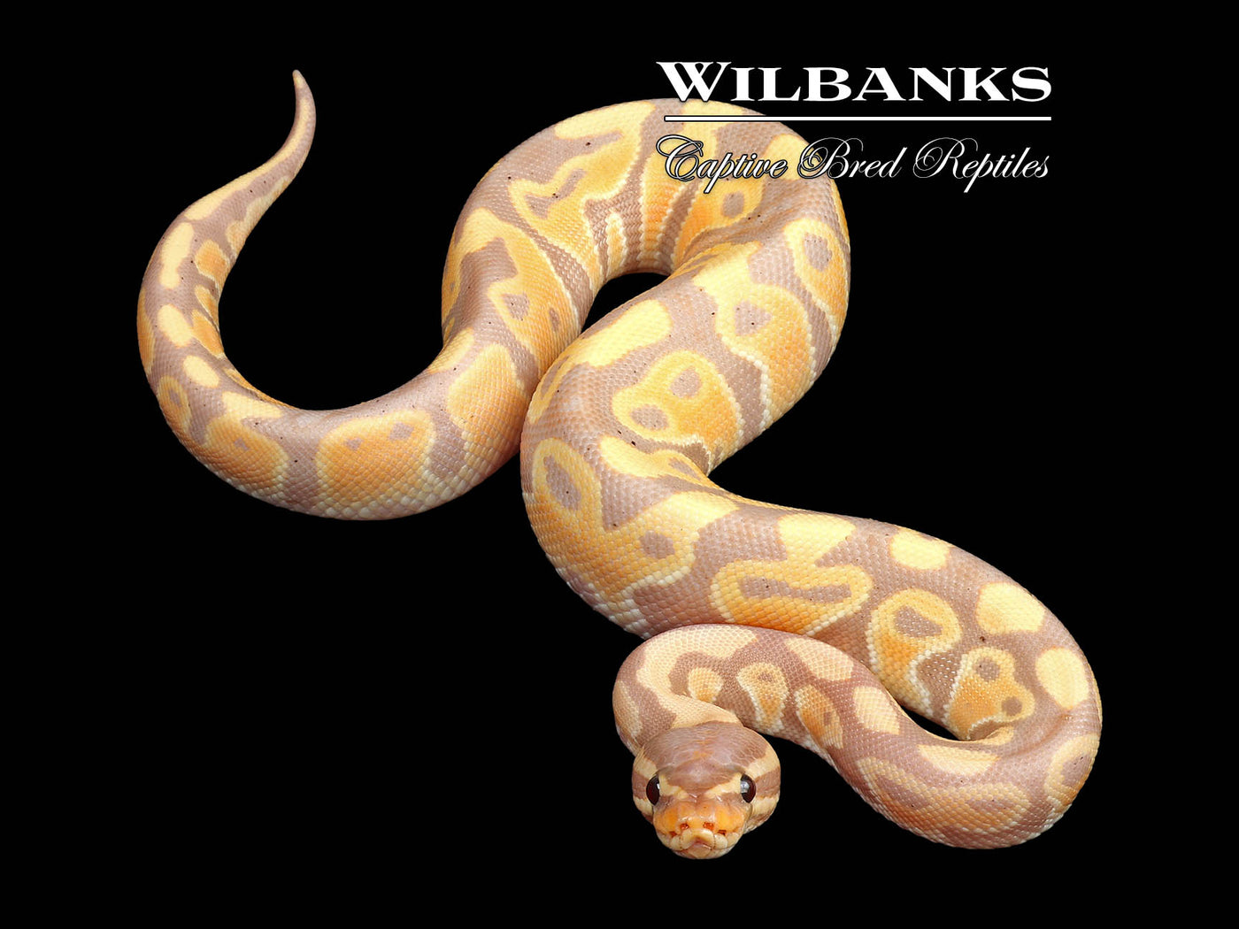 Banana 100% Het. Clown Ball Python ♂ '24